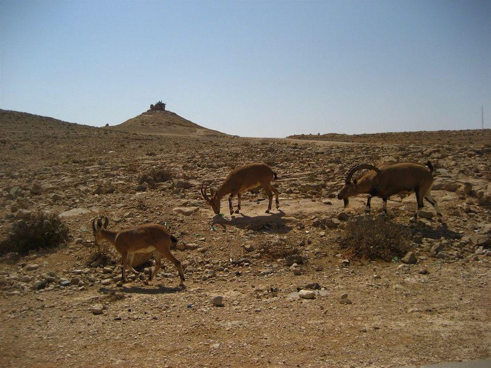 Hotel Silent Arrow à Mitzpe Ramon Extérieur photo
