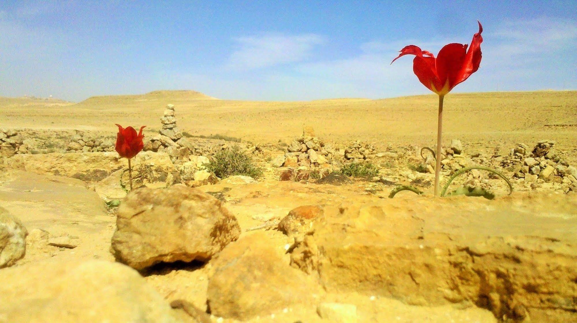 Hotel Silent Arrow à Mitzpe Ramon Extérieur photo